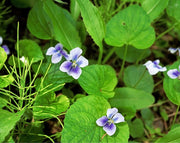 קיט 3 סיגלית אוסטרלית | עציץ בקוטר 12 ס"מ