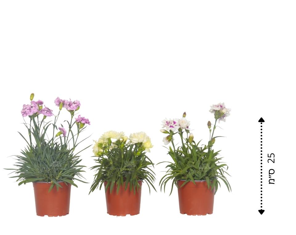 קיט 3 ציפורן | עציץ בקוטר 12 ס"מ