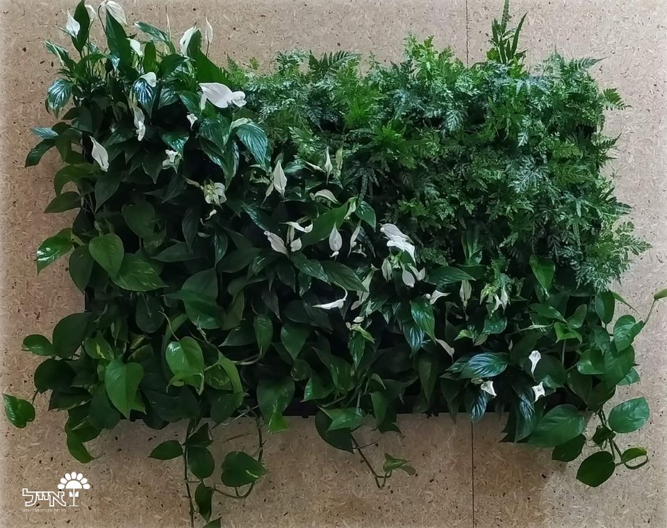 קיר ירוק מערכת מודולרית אורגני | 72 תאים