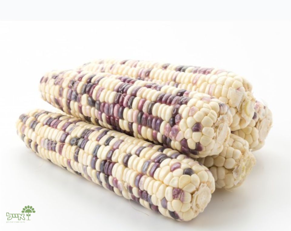 תירס מתוק סגול-לבן | 20 זרעים