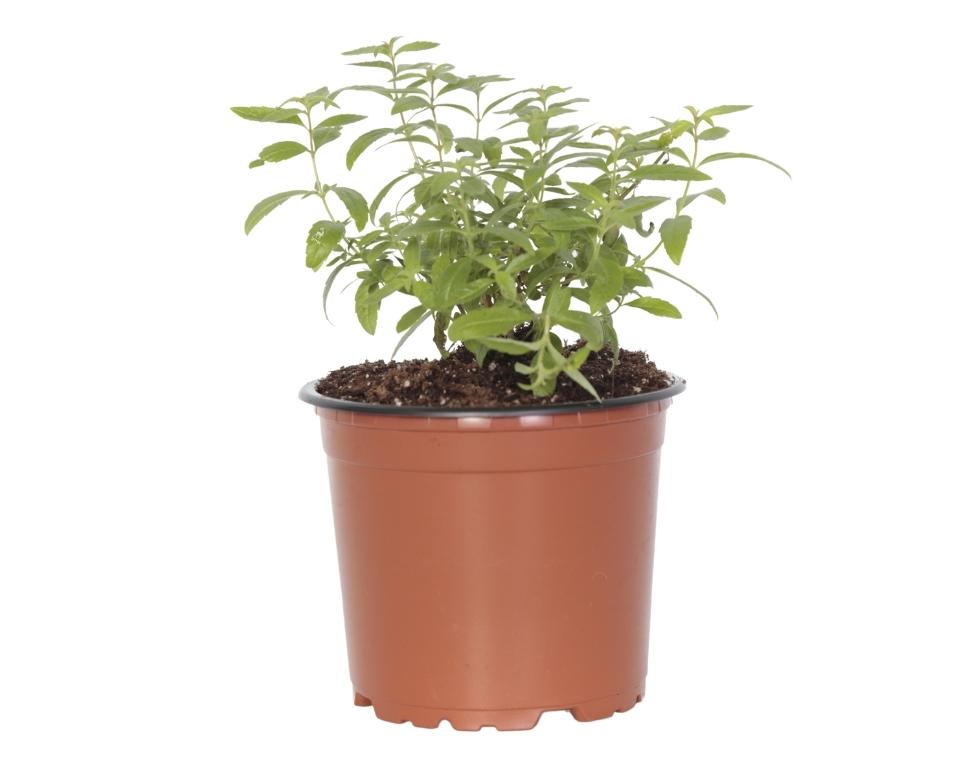 לואיזה | עציץ בקוטר 12 ס"מ