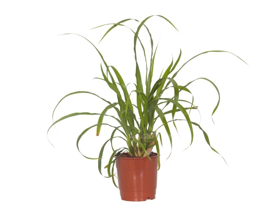 למון גראס | עשב לימון (לימונית) | עציץ בקוטר 12 ס״מ