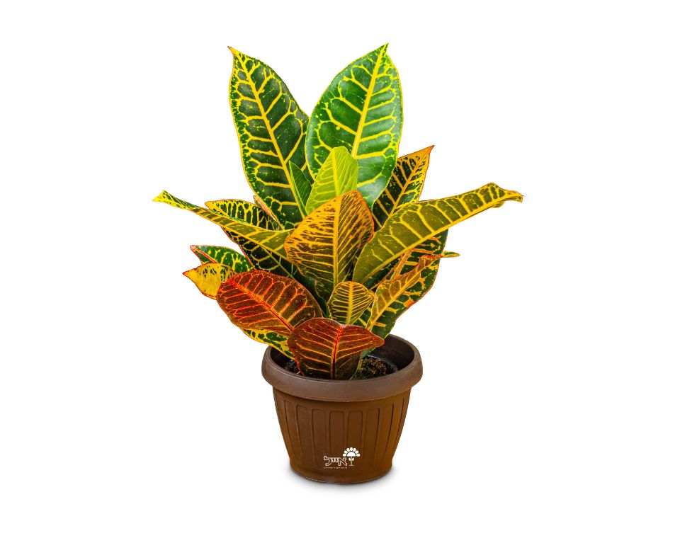 קרוטון פטרה | עציץ 12 ס"מ