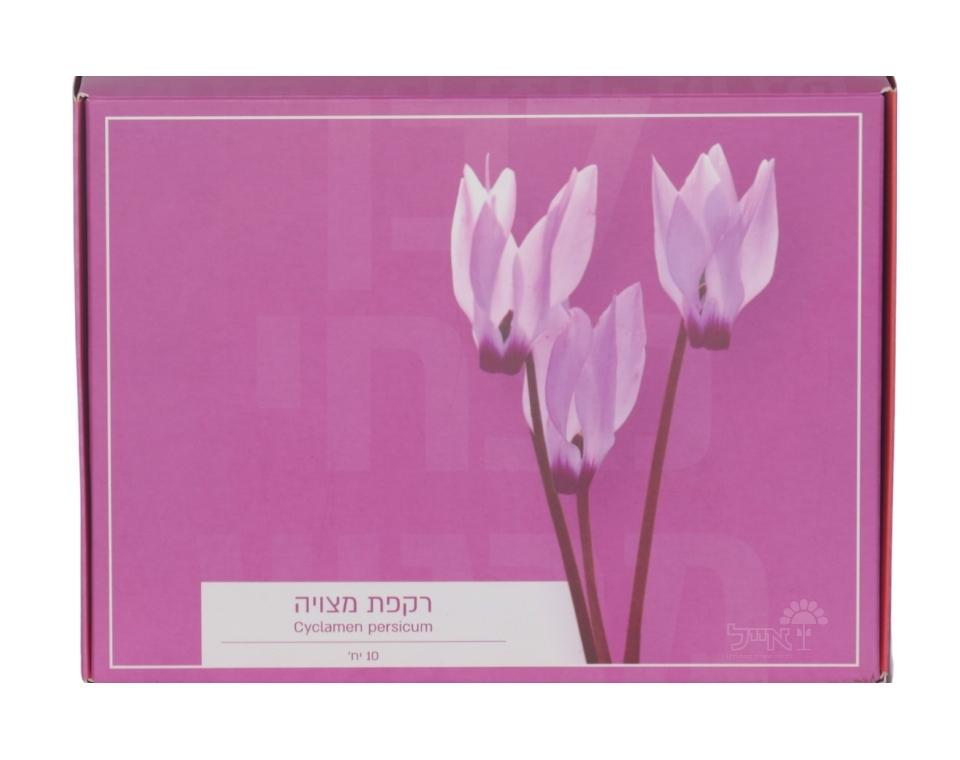 מארז פקעות | רקפת מצויה | 10 יחידות