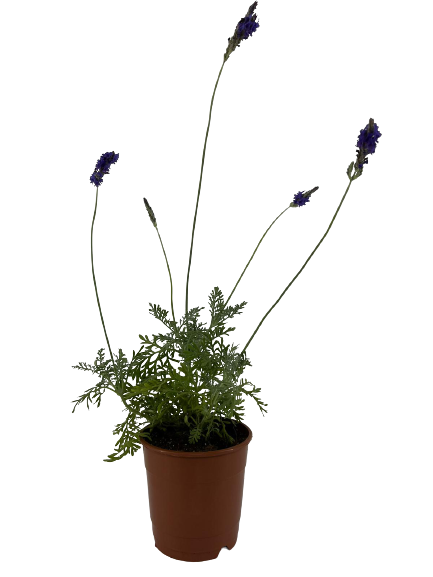 לוונדר מנוצה | עציץ בקוטר 12 ס״מ