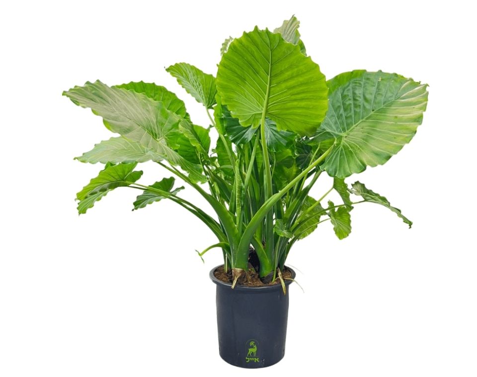 אוזן פיל | עציץ בנפח 25 ליטר