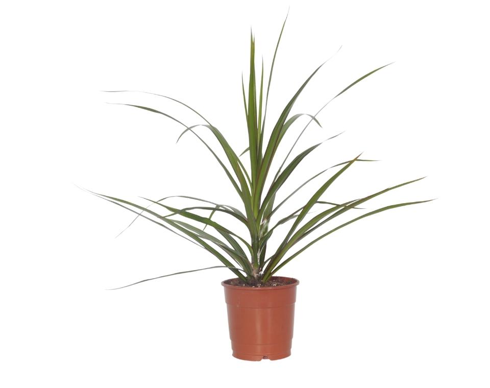 דרצנה מרגריטה | עציץ בקוטר 12 ס"מ