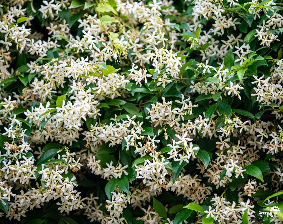 טרכלוספרמון יסמיני | עציץ בנפח 10 ליטר