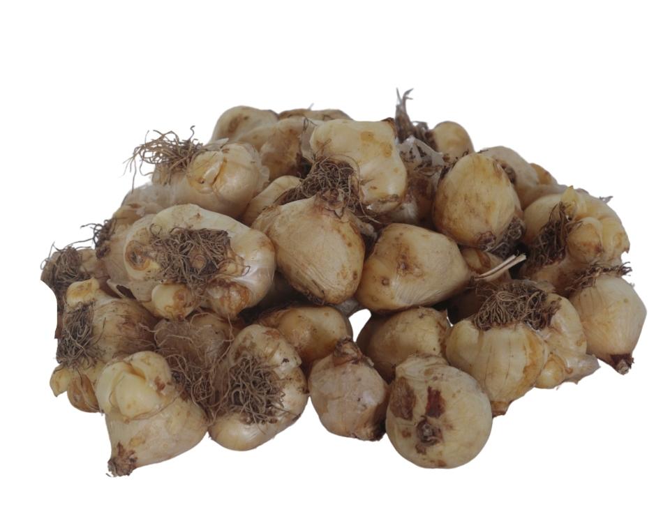 מארז פקעות | פעמוני גשם כחולים | 50 פקעות