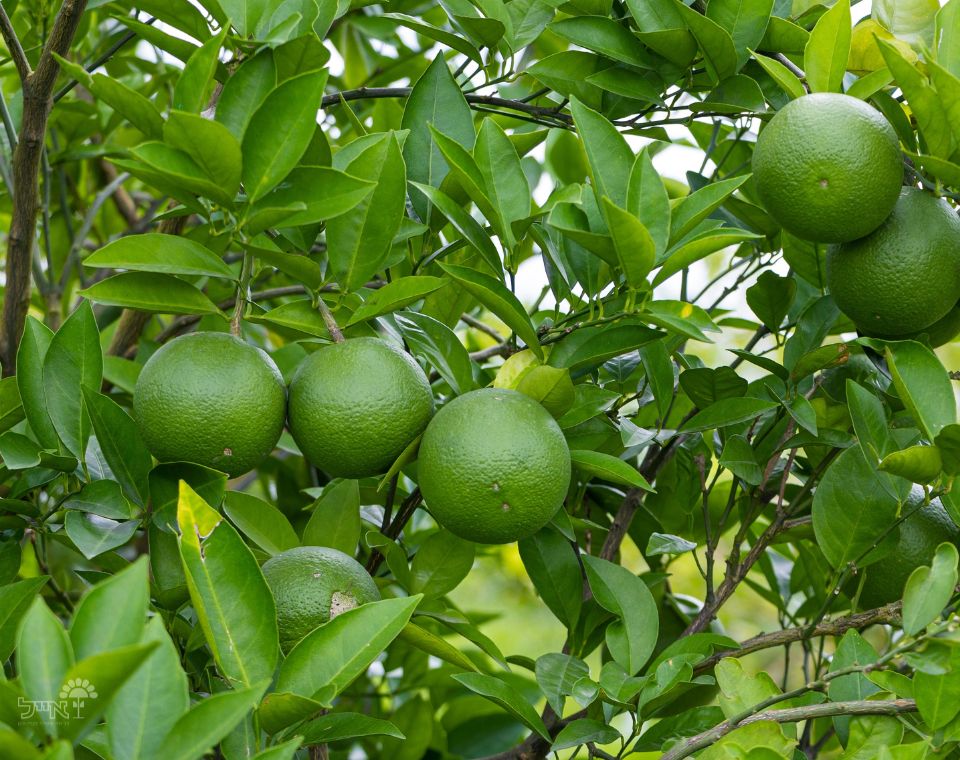 עץ פומלית | עציץ בנפח 25 ליטר