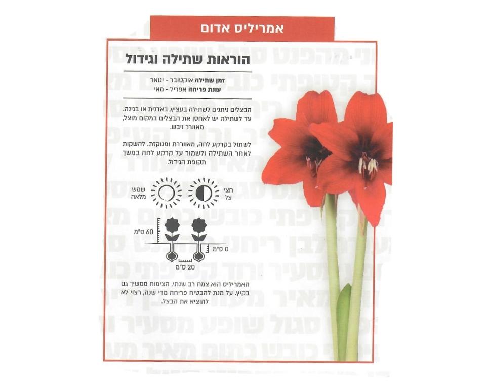 אמריליס אדום | 1 יחידה