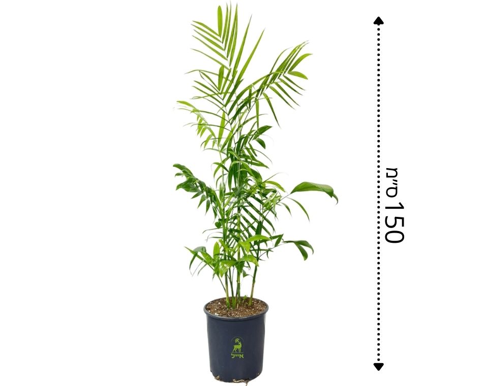 חמדוריאה שפריצי | 25 ליטר