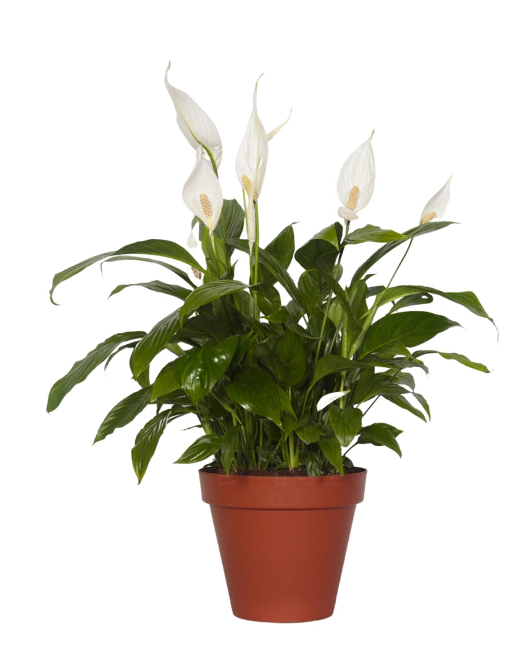 ספטיפיליום | עציץ בנפח 4 ליטר