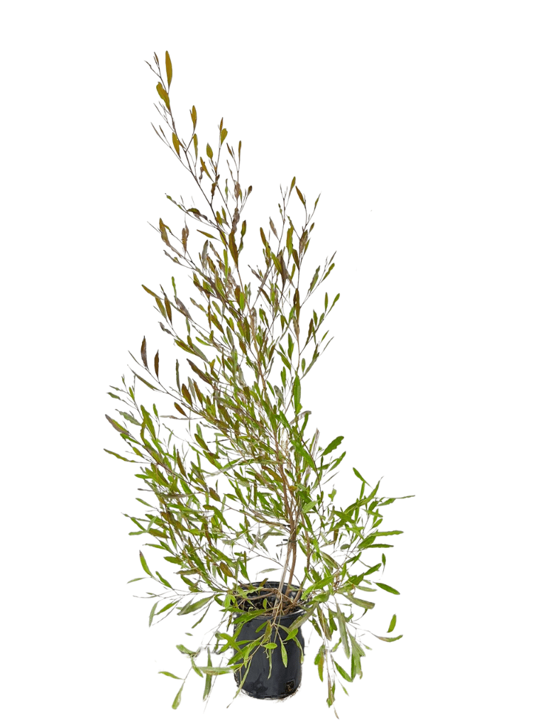 דודונאה דנה | עציץ בנפח 10 ליטר