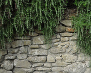 רוזמרין רפואי (זוחל) | עציץ בקוטר 12 ס"מ