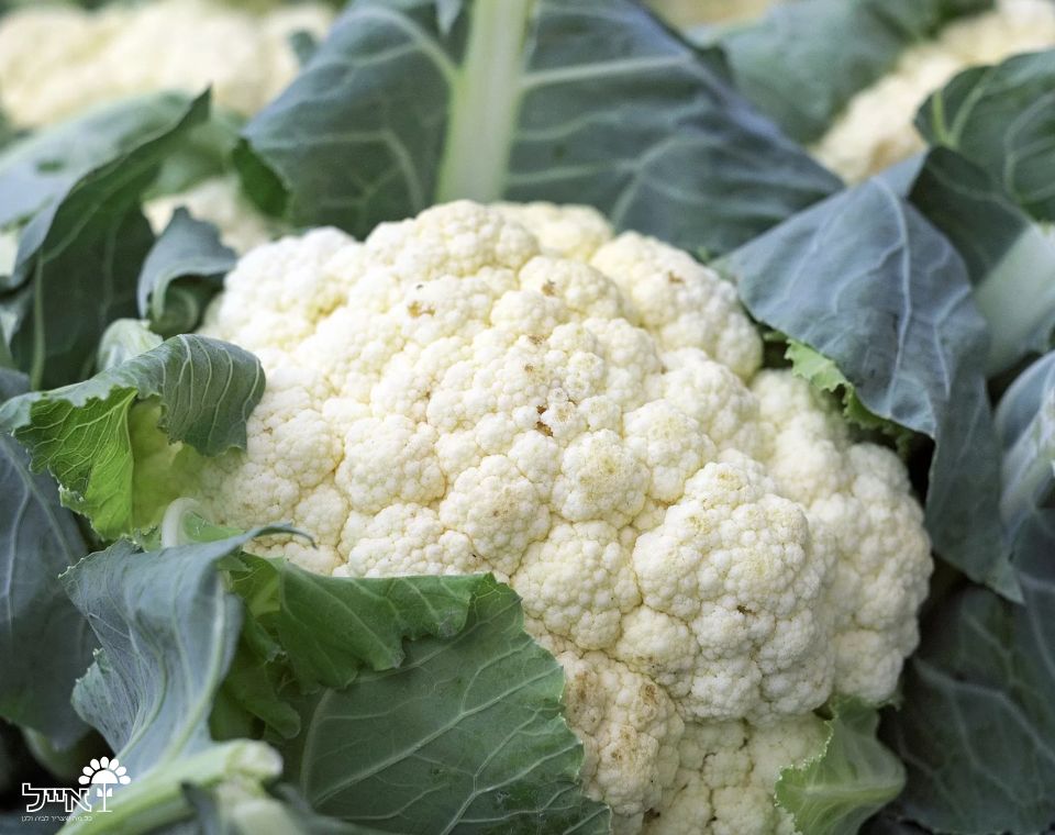 כרובית לבנה | 20 זרעים