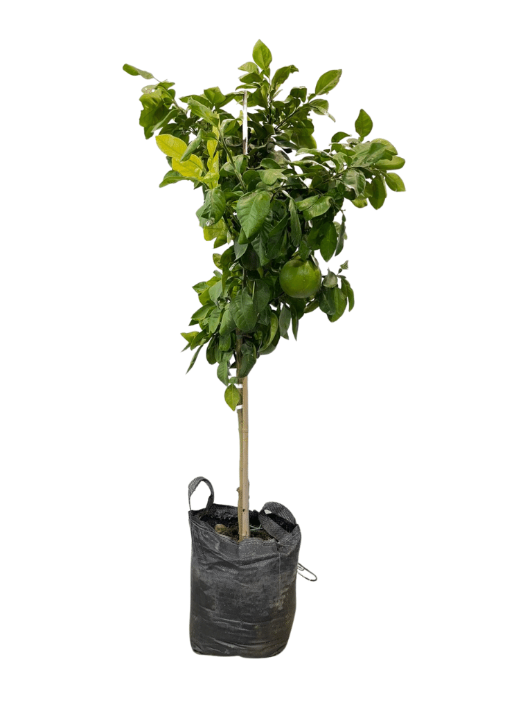 עץ פומלה | עציץ בנפח 25 ליטר