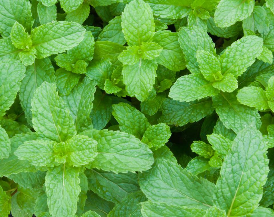 עלים ירוקים של נענע טרייה בגינה, צמח תבלין לגידול ביתי וחוץ