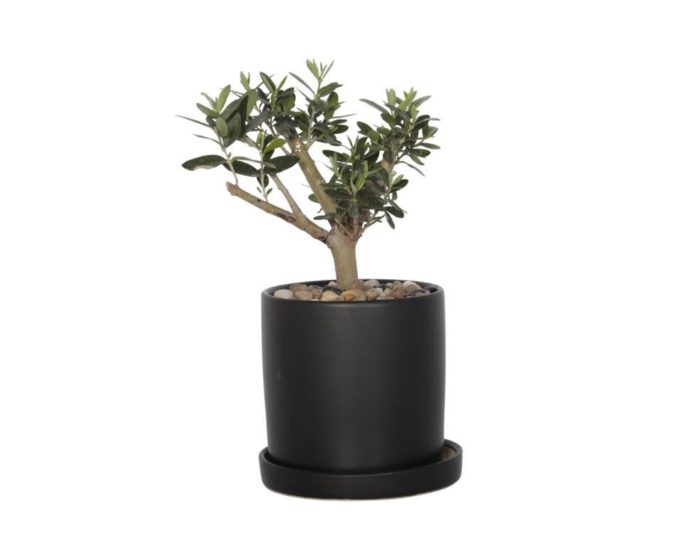 עץ זית בונסאי | בכלי צילינדר שחור עם תחתית מובנית