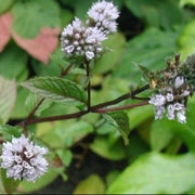מנטה | עציץ בקוטר 12 ס״מ