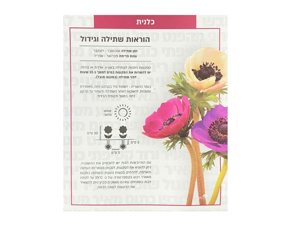 תערובת כלנית | 10 יחידות - משתלת אייל