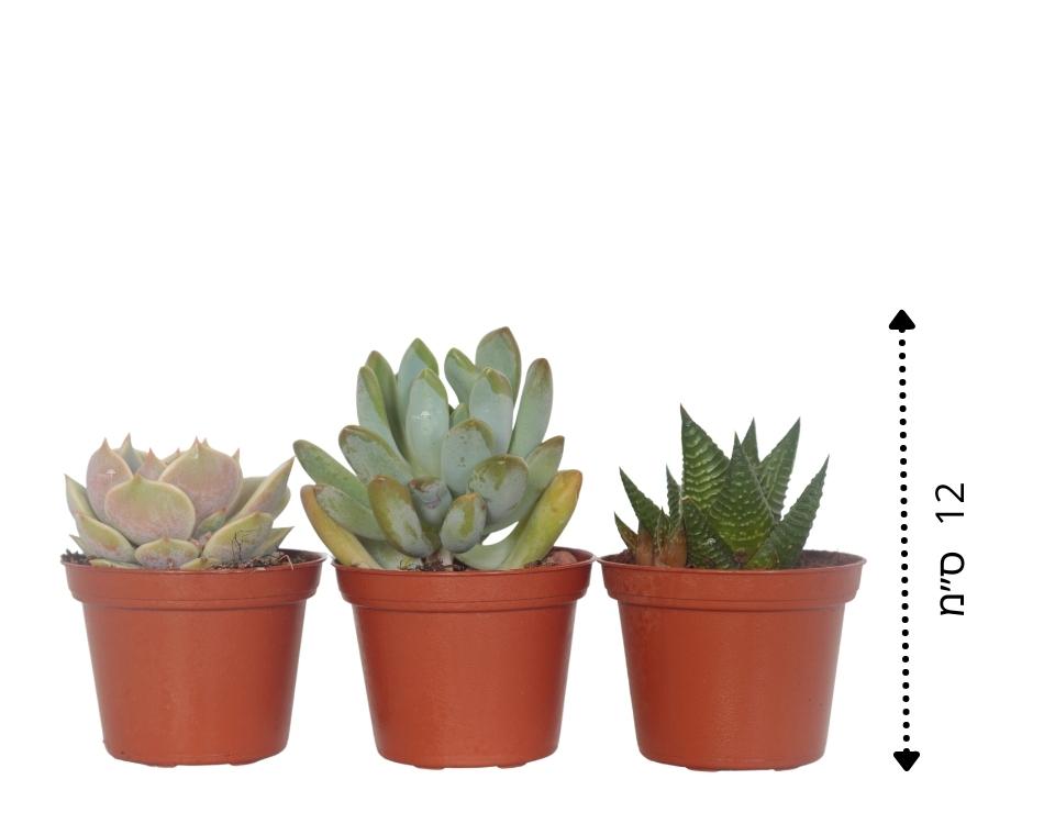 קיט 3 סקולנטים בשרניים | עציץ בקוטר 6.5 ס"מ