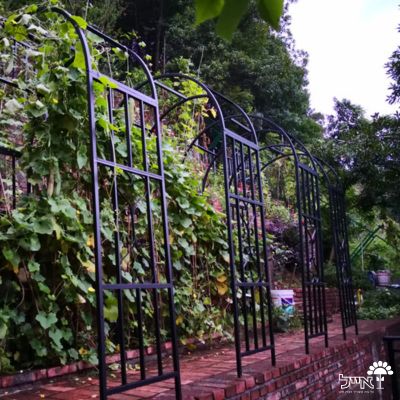 קשת מברזל לטיפוס צמחים | 206X114 | שחור | דגם פטל