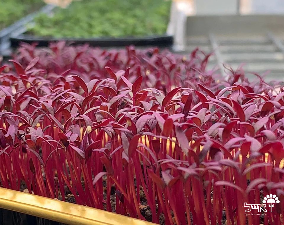 אמרנטוס אדום (ירבוז) לנבטים | 1000 זרעים