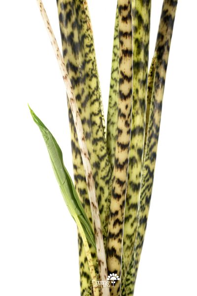 אלוקסיה זברינה | עציץ בנפח 4 ליטר