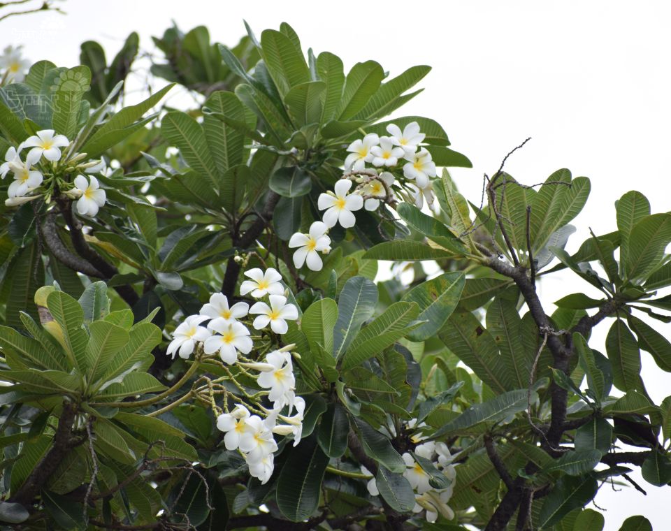 פלומריה ריחנית (פיטנה) | עציץ בנפח 50 ליטר