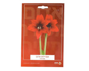 אמריליס אדום | 1 יחידה