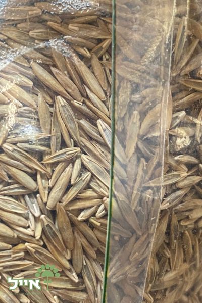 זרעי דשא טול פסקיו | 750 גרם | 50 מ"ר