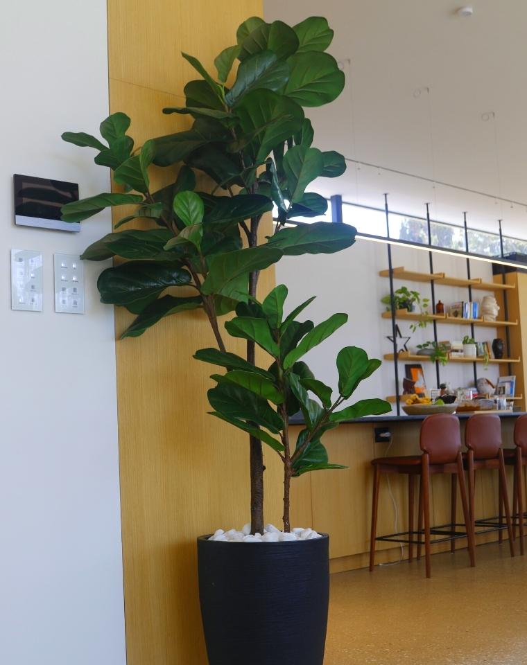 כד פמילי | 58 ס״מ | פיקוס כינורי ענק מלאכותי