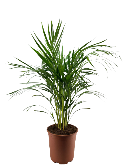 דקל אריקה | עציץ בנפח 4 ליטר