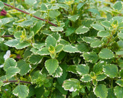 פלקטרנטוס מדגסקרי | עציץ בקוטר 12 ס"מ