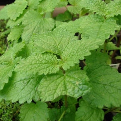 מליסה | בעציץ קוטר 12 ס״מ