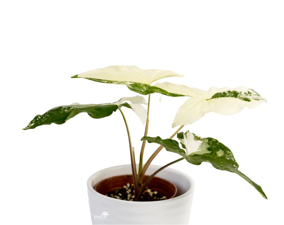 סינגוניום אלבו | עציץ קוטר 12 ס"מ