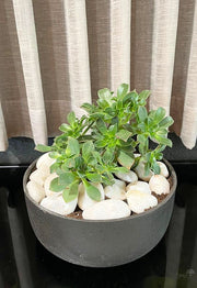 קערת סקולנטים | בינונית | שחור / אפור מאט