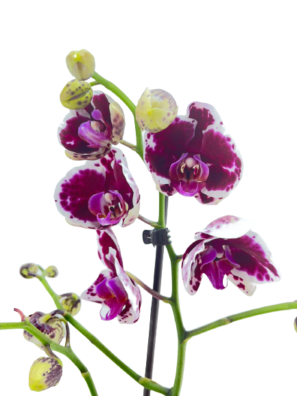 סחלב חד-ענפי מגוון | סגול | עציץ קוטר 12 ס"מ