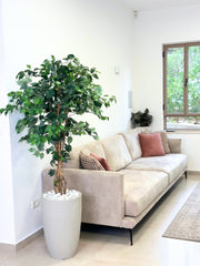 עציץ מלאכותי פיקוס מגוון | כד פמילי בינוני | גובה 1.80 מטר