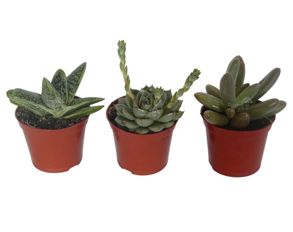 קיט 3 סקולנטים בשרניים | עציץ בקוטר 8 ס"מ