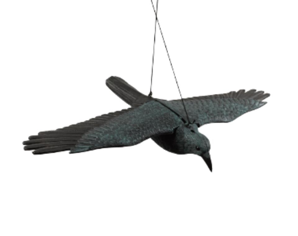 דחליל להרחקת יונים | עורב פרוש כנפיים