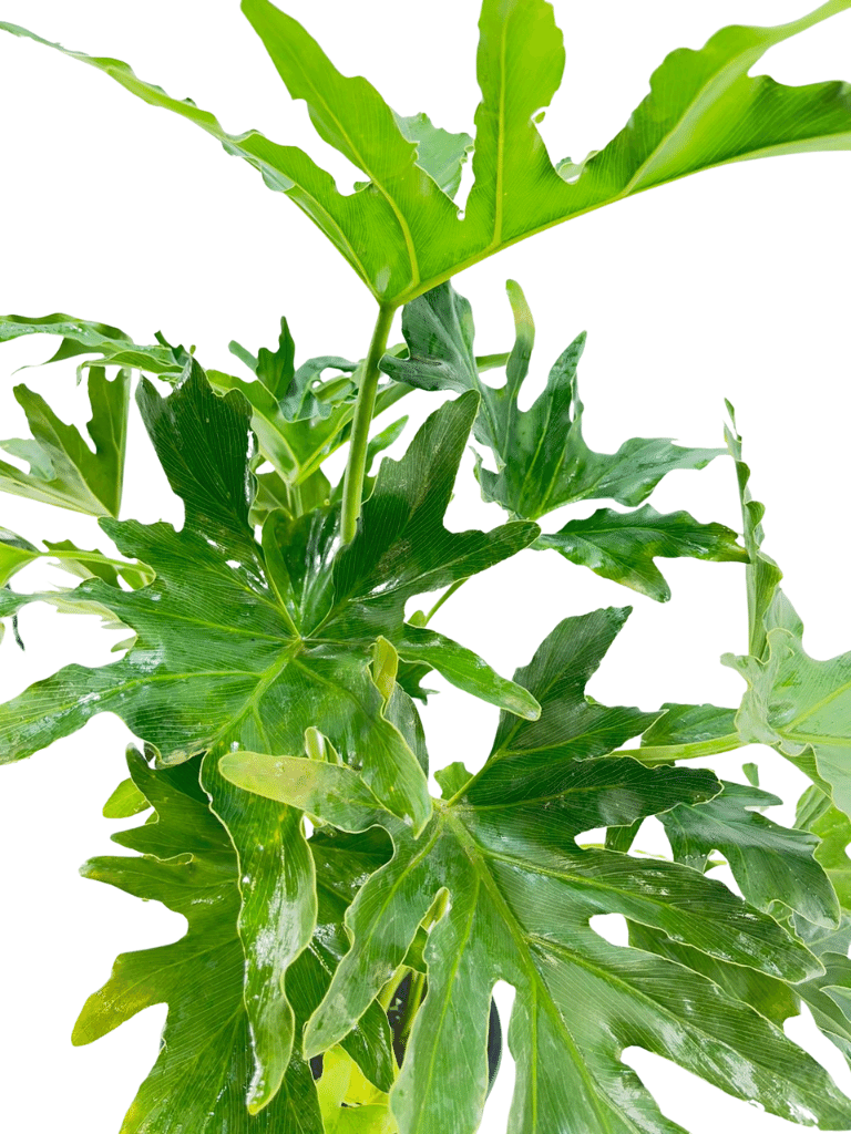 פילודנדרון ביפי | עציץ בנפח 4 ליטר