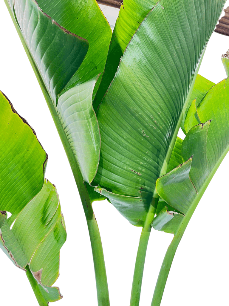 רבלנה | עציץ בנפח 10 ליטר