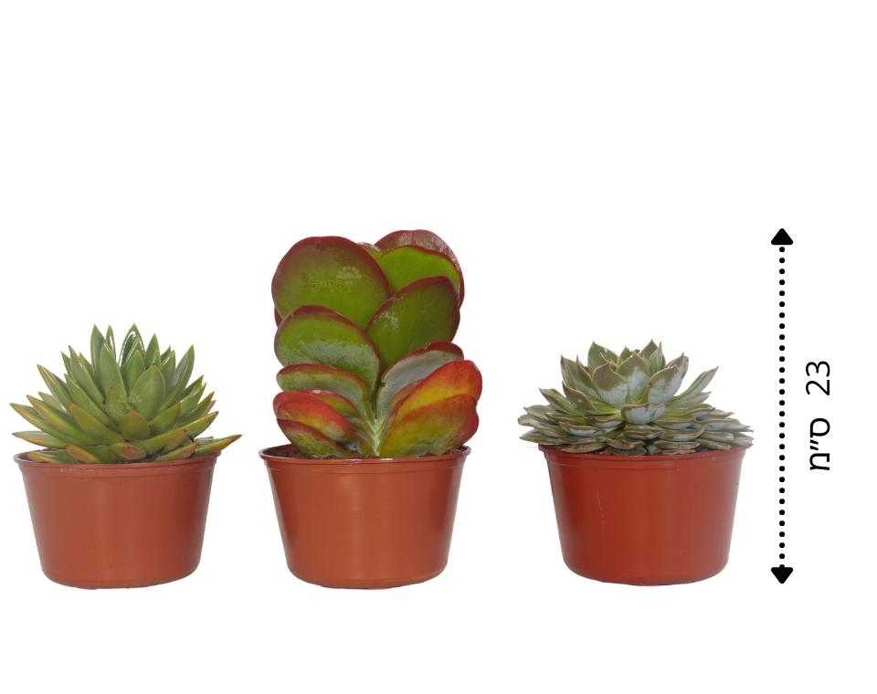 קיט 3 סקולנטים בשרניים | עציץ בקוטר 12 ס"מ