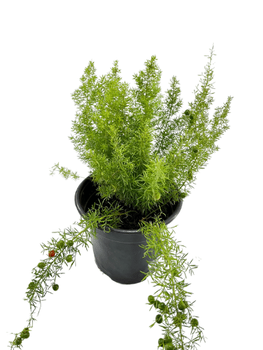 אספרג מאירי | עציץ בנפח 4 ליטר