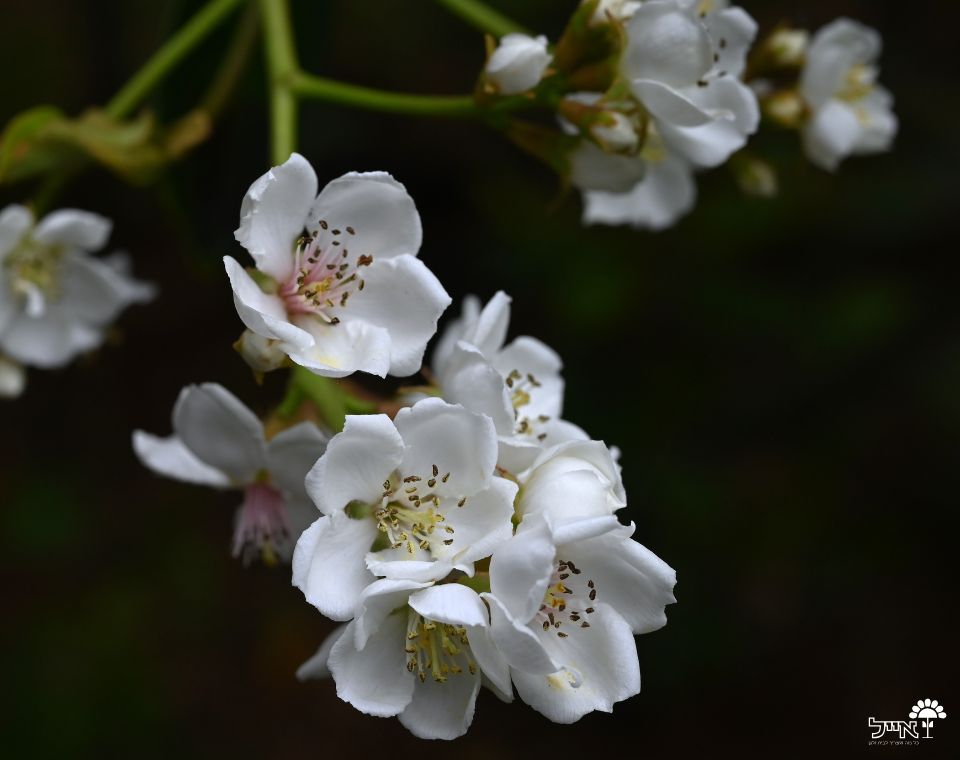 בן עוזרר | עציץ בנפח 10 ליטר