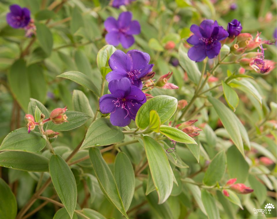 טיבוצ'ינה | עציץ בנפח 10 ליטר