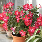 אדניום | עציץ בקוטר 12 ס"מ