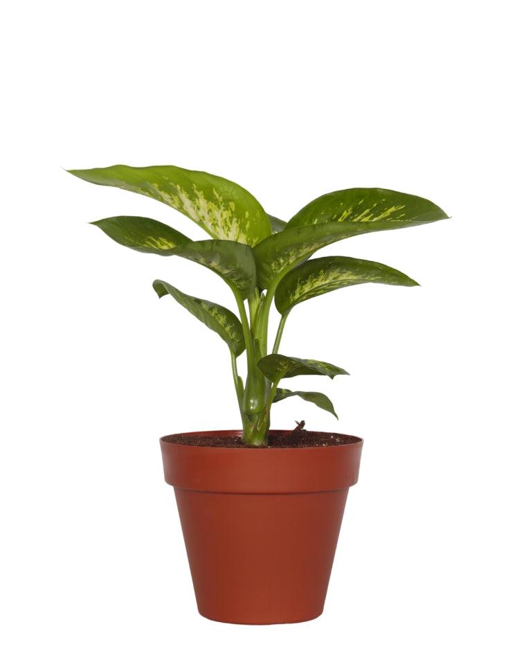 דיפנבכיה | עציץ בנפח 4 ליטר